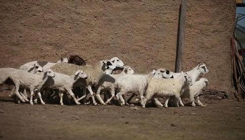 遇狼吃瓜人28,一场惊心动魄的生存挑战